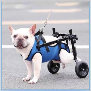 Dog Wheelchair with Blue Harness